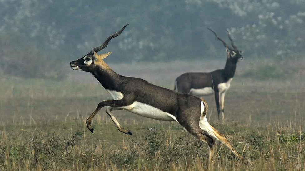 MP News: South Africa Team Awaits Permission For Pilot After Shajapur Black Bucks’ Capture