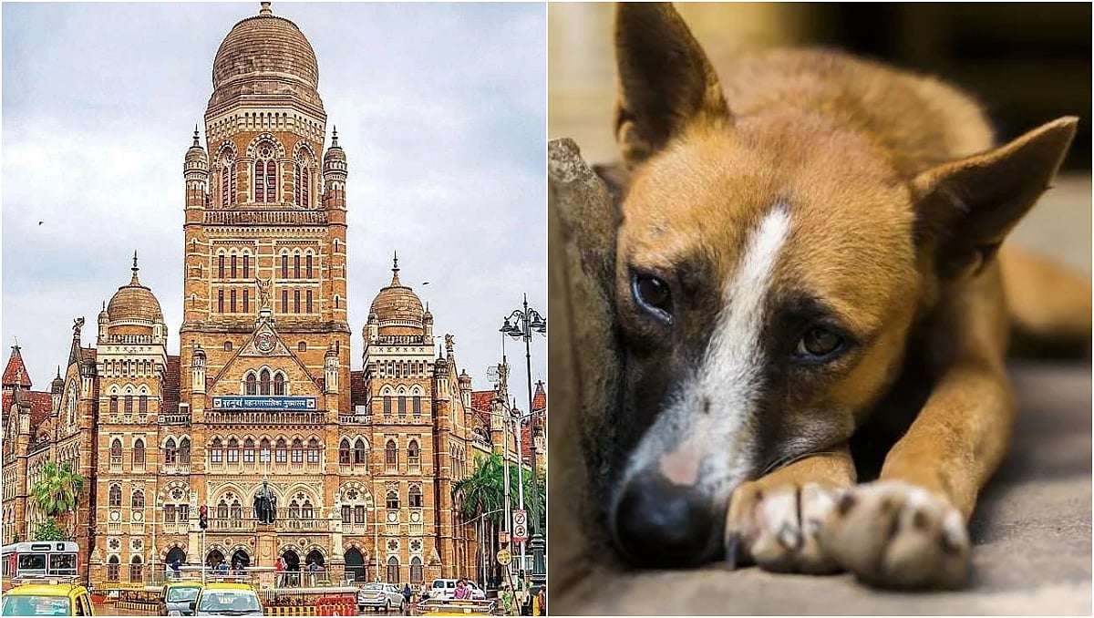 Mumbai News: Over 1,00,000 Dogs Vaccinated As BMC Pushes For Rabies-Free By 2030