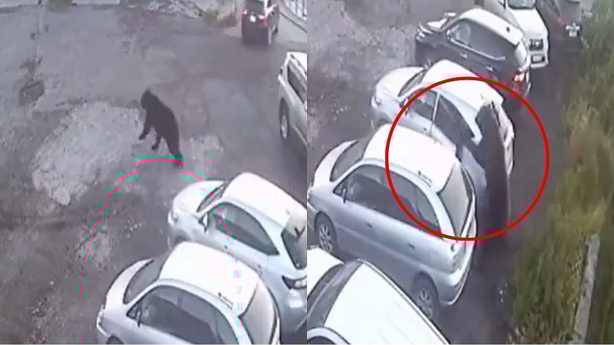 VIDEO: Massive Bear Launches Attack In Russian Parking Lot; 12-Year-Old Narrowly Escapes, Elderly Woman Dies From Several Injuries