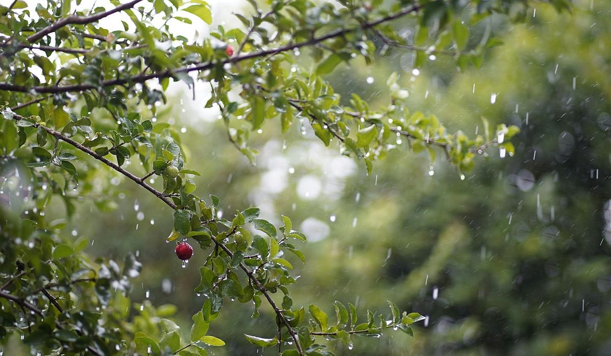 Chennai Weather News: Light To Moderate Rainfall Is Anticipated In These Regions Of Tamil Nadu
