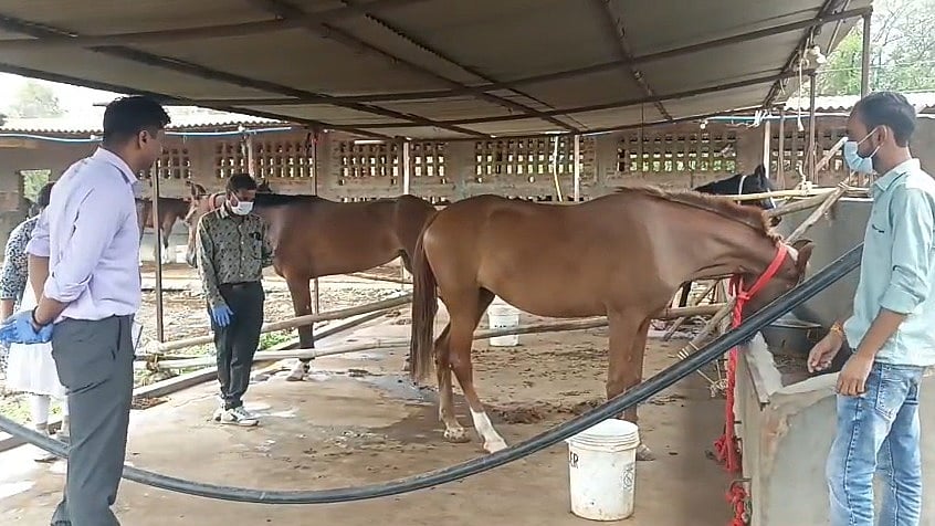 After 19 Hyderabad Horses Mysteriously Die In MP’s Jabalpur, Animal Husbandry Dept Orders Immediate Relocation Of Others