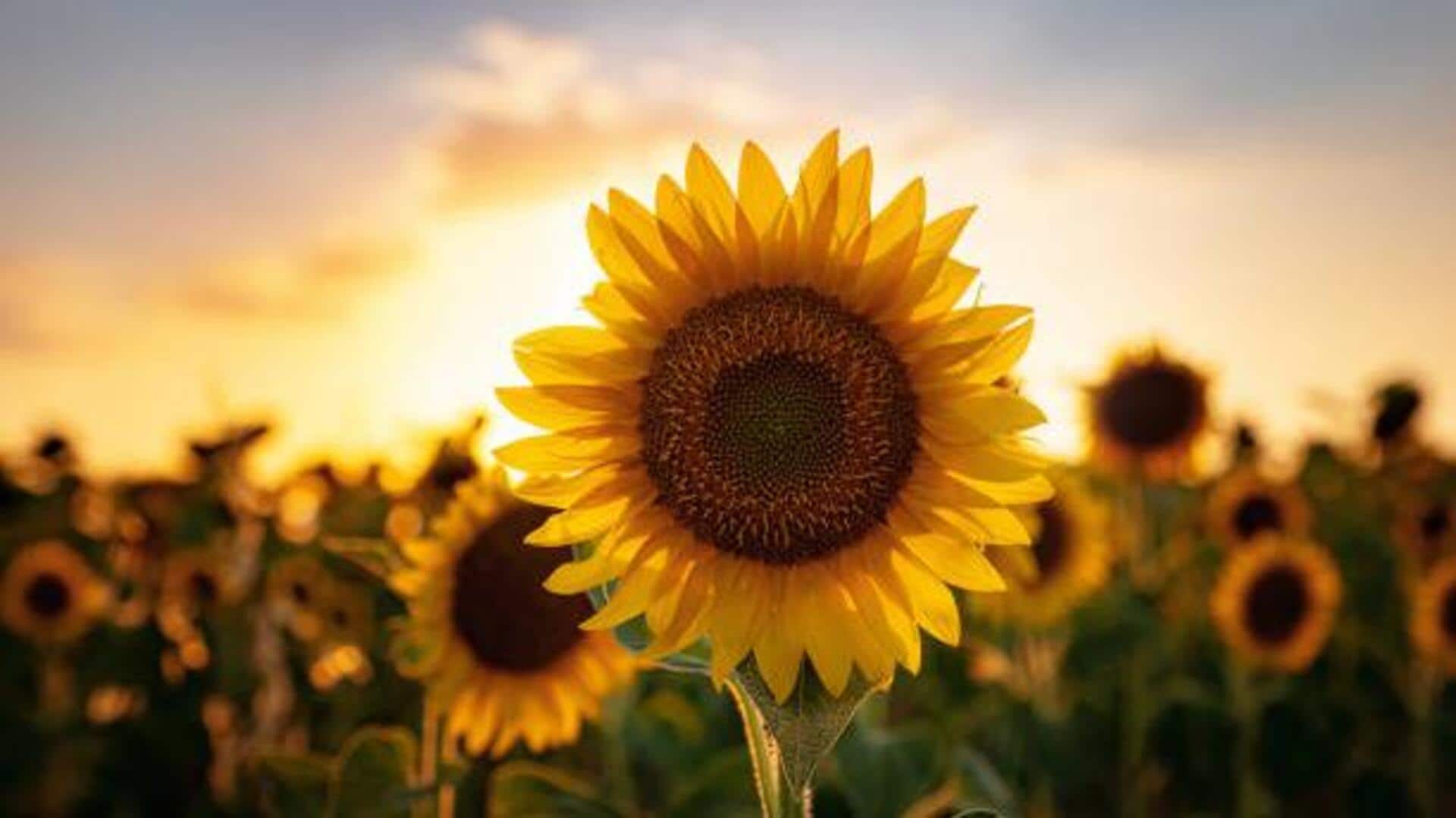 South Australia’s stunning sunflower fields: A list