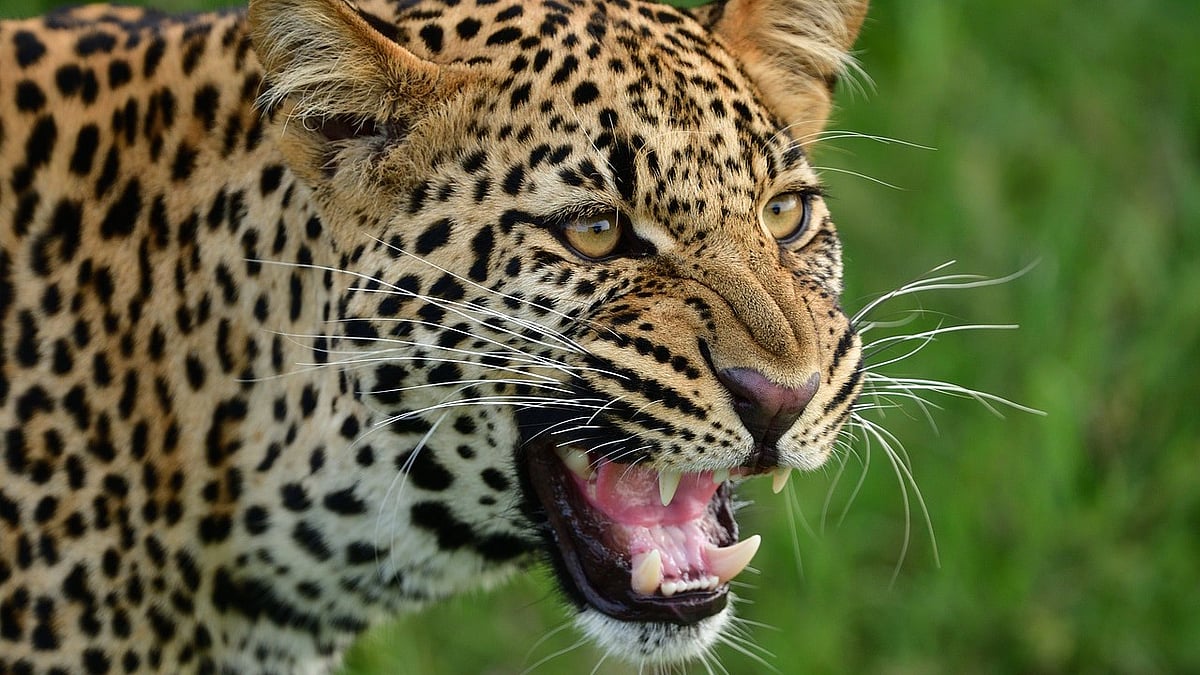 Pune: Leopard Attacks Calf Tied Outside House in Junnar’s Pimpalwadi Village; Terrifying Video Goes Viral